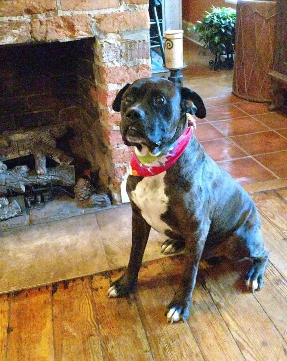 Buster 2017 formerly roscoe Buster 2017 formerly roscoe