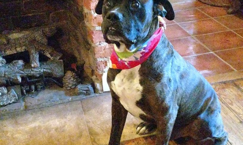 Buster 2017 formerly roscoe Buster 2017 formerly roscoe