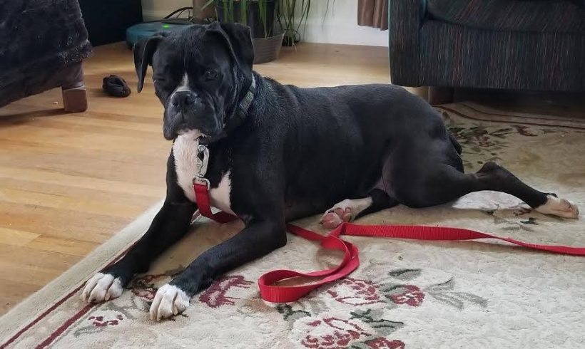 Pearl formerly Mora 2014 Pearl formerly Mora 2014