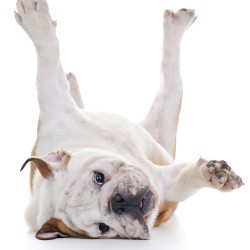 Top 10 Pet Care Tips
