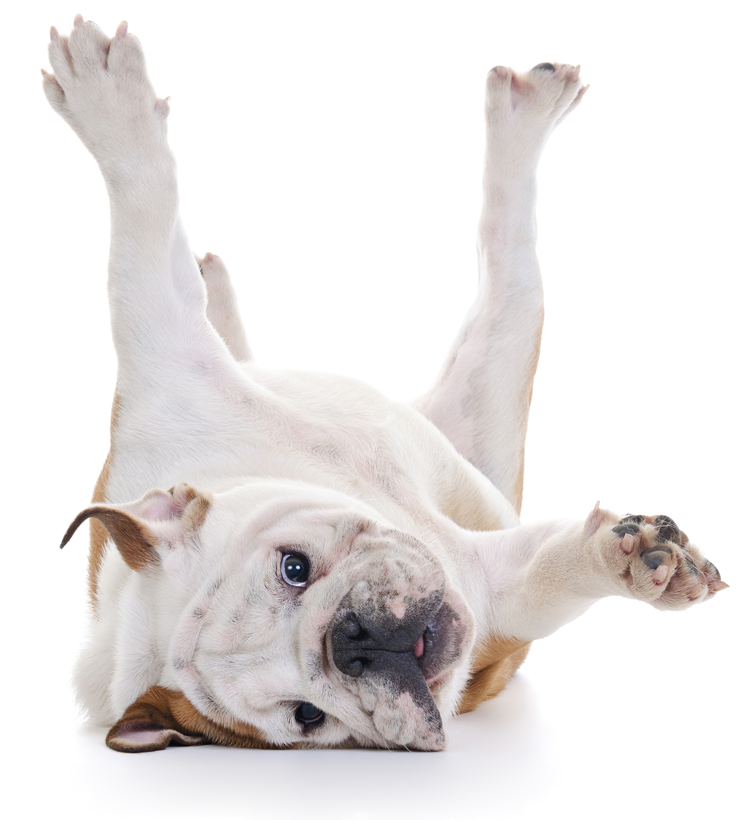 adoption-dog-upside-down