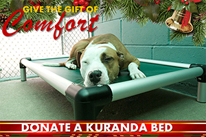 donated-a-bed-dog-holiday