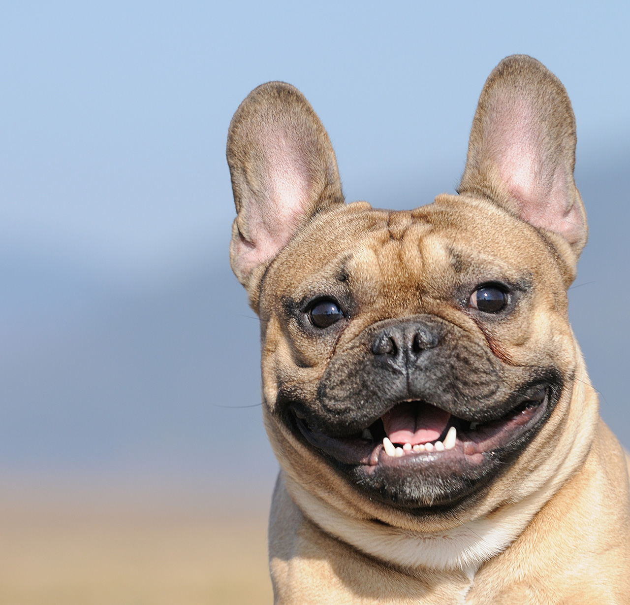 french-bulldog-shutterstock_1280