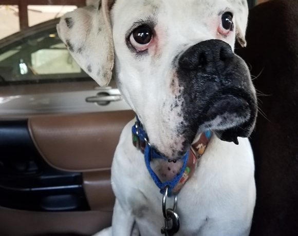 Available Dogs - Blue Ridge Boxer Rescue