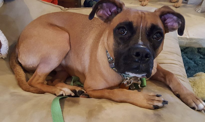 Bubba 2018 aka Harley Bubba 2018 aka Harley