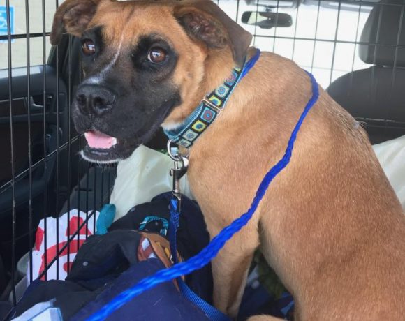 Bubba 2018 aka Harley Bubba 2018 aka Harley