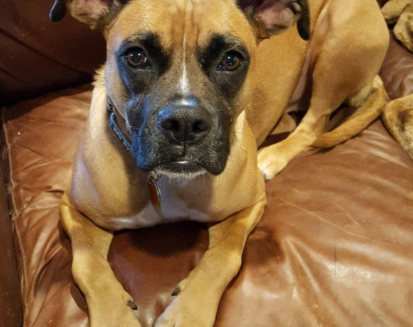 Available Dogs - Blue Ridge Boxer Rescue