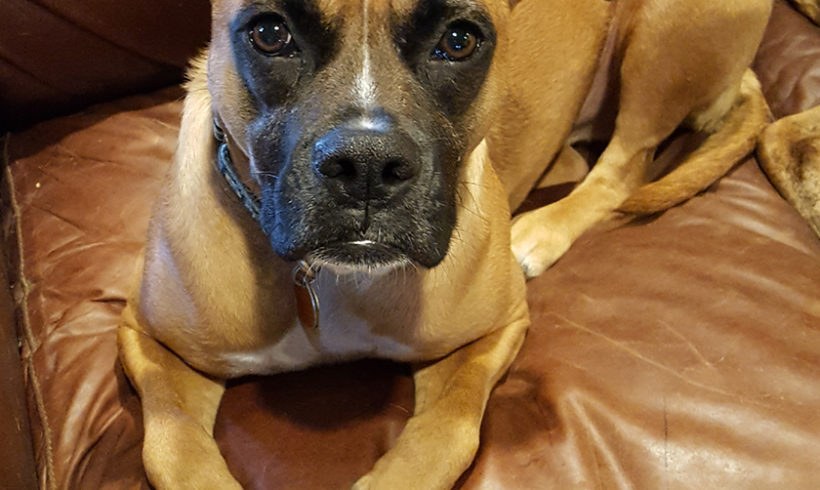 Bubba 2018 aka Harley Bubba 2018 aka Harley