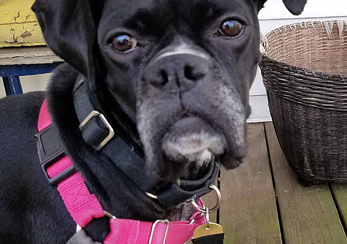 Daisy 2017 Daisy 2017