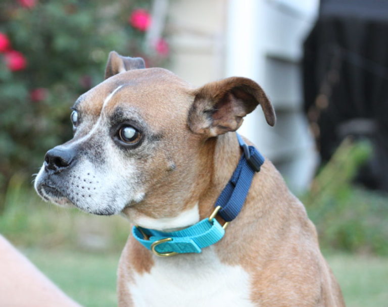 ma boxer rescue ma boxer rescue