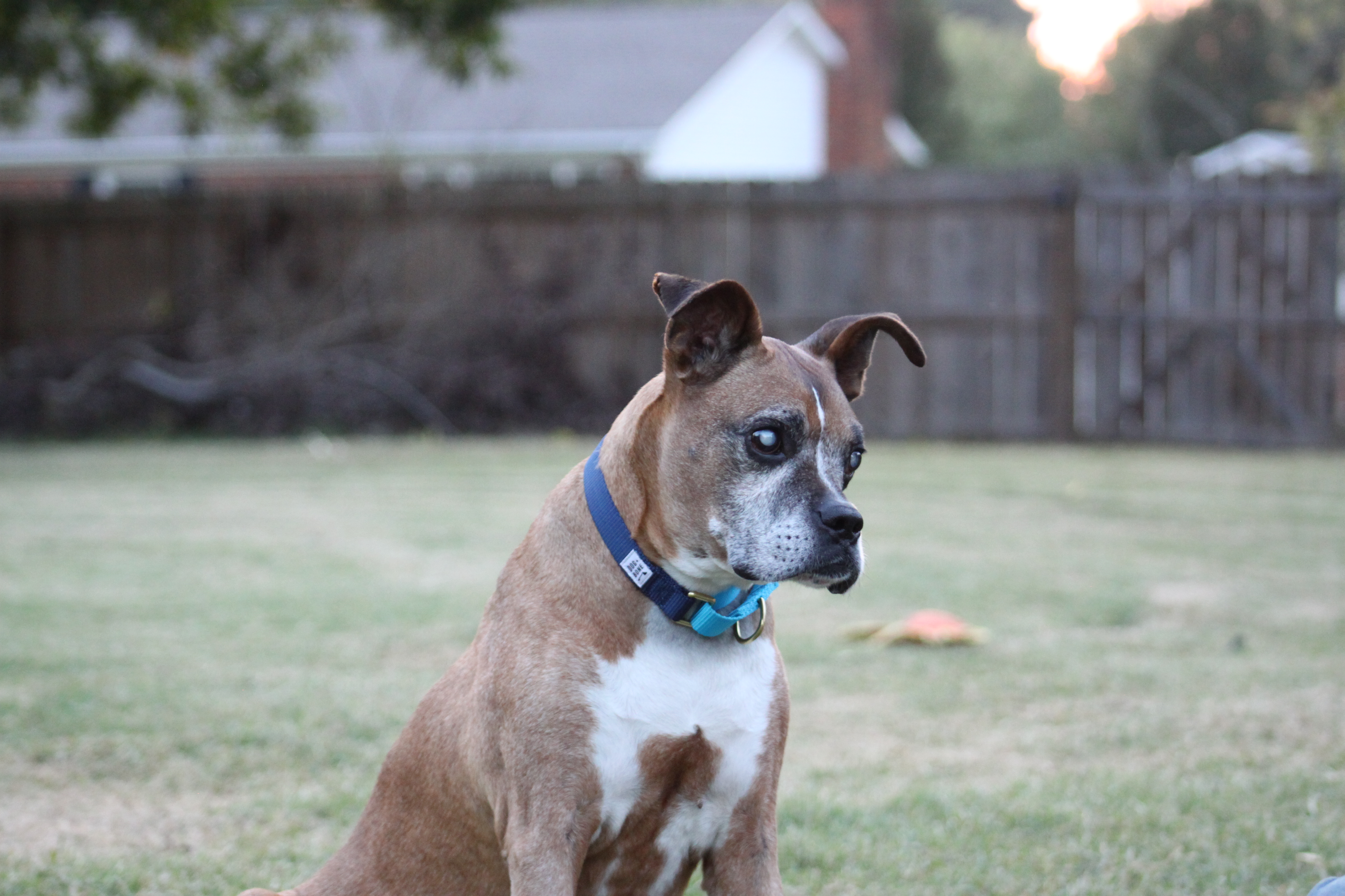 IMG_4730 - Blue Ridge Boxer Rescue