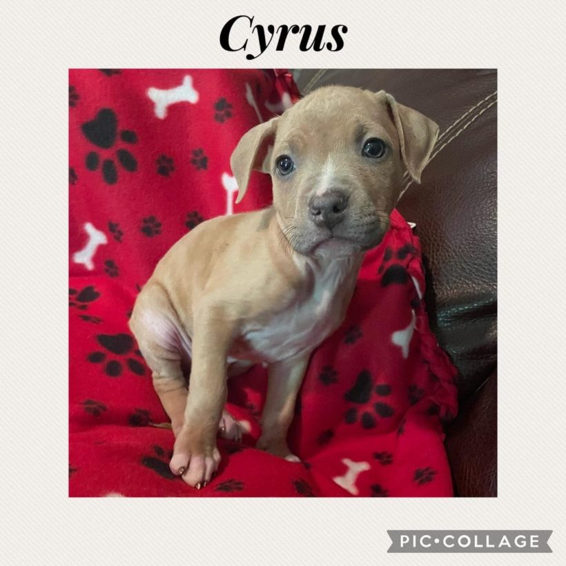 Cyrus – July 2022