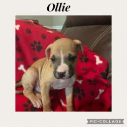 Ollie – July 2022