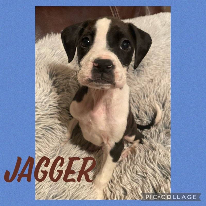 Blue Ridge Boxer Rescue