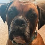 Available Dogs - Blue Ridge Boxer Rescue