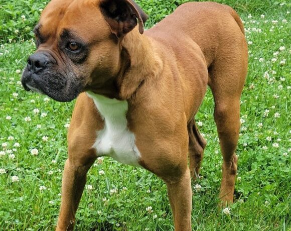 Available Dogs - Blue Ridge Boxer Rescue