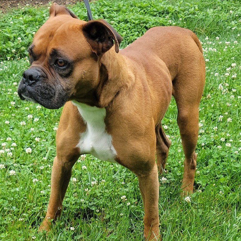 Available Dogs - Blue Ridge Boxer Rescue