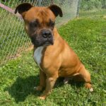 Available Dogs - Blue Ridge Boxer Rescue