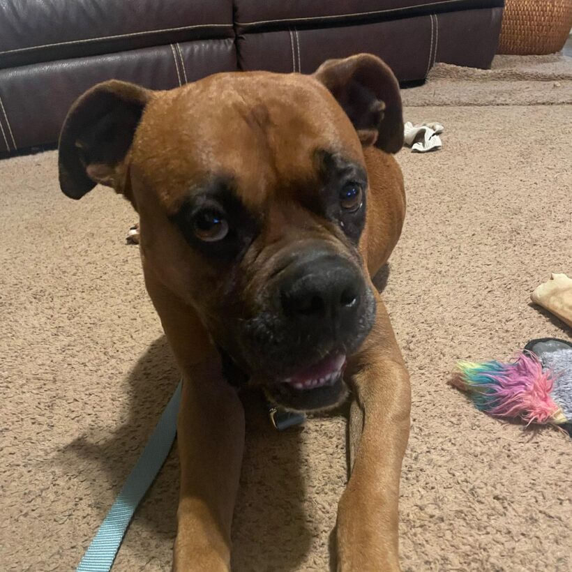 Males - Blue Ridge Boxer Rescue