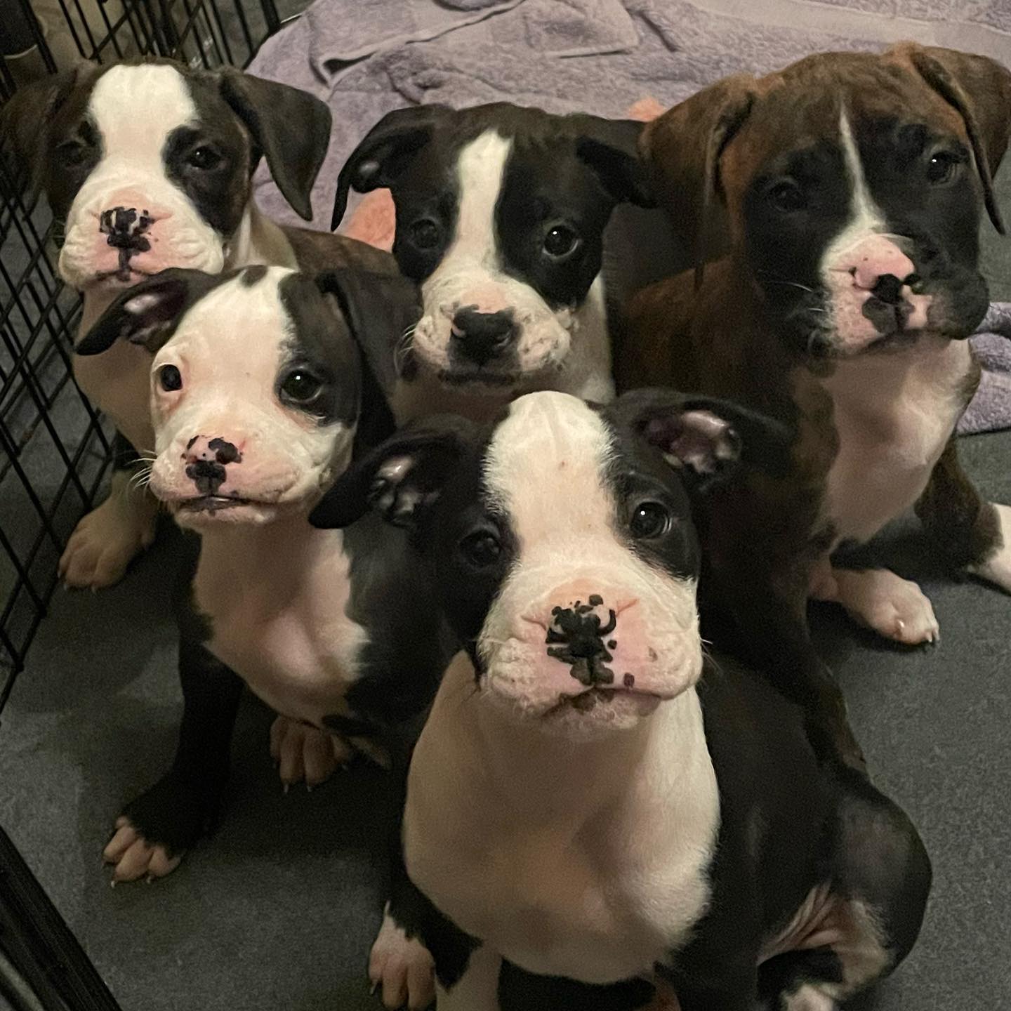 5 puppies