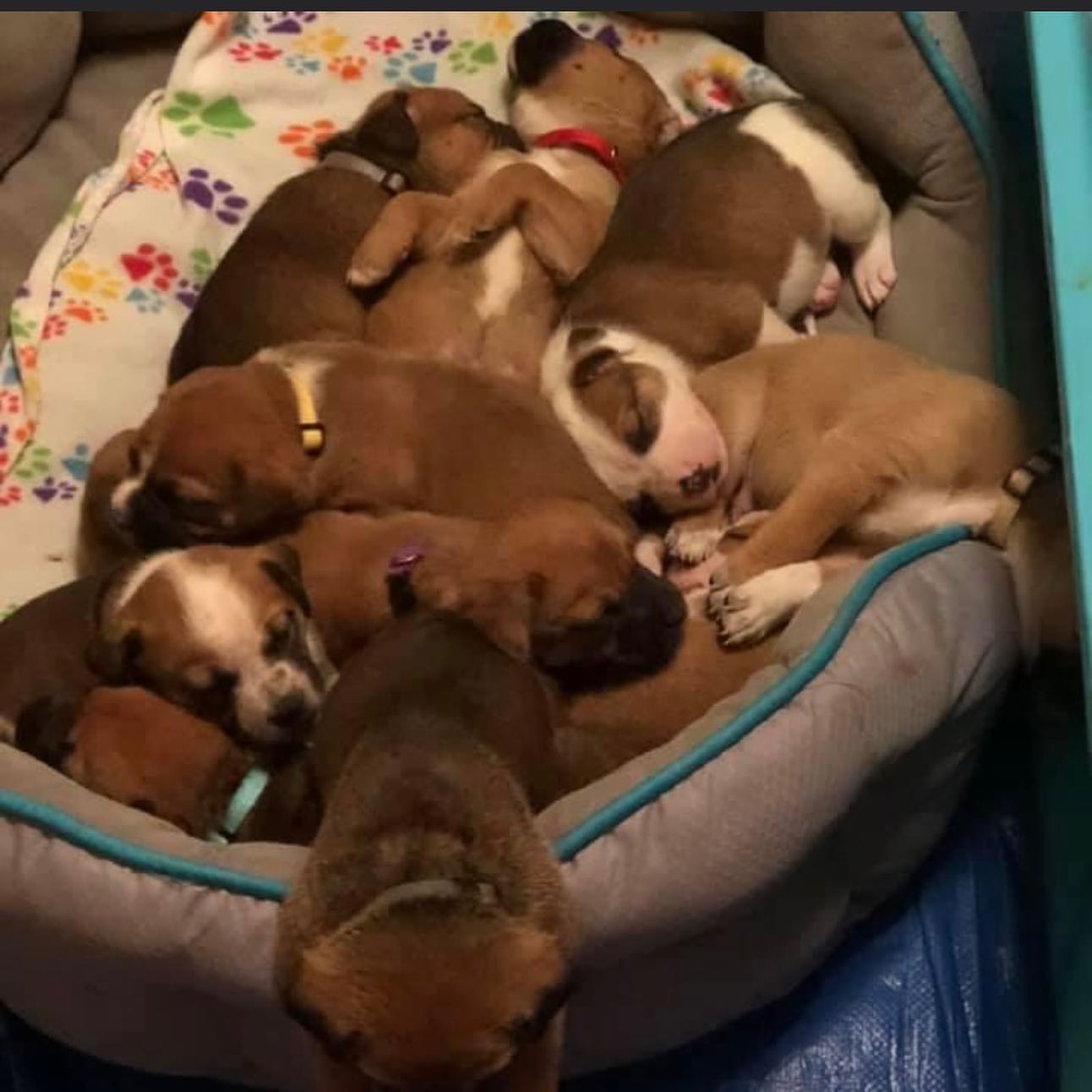 puppy pile