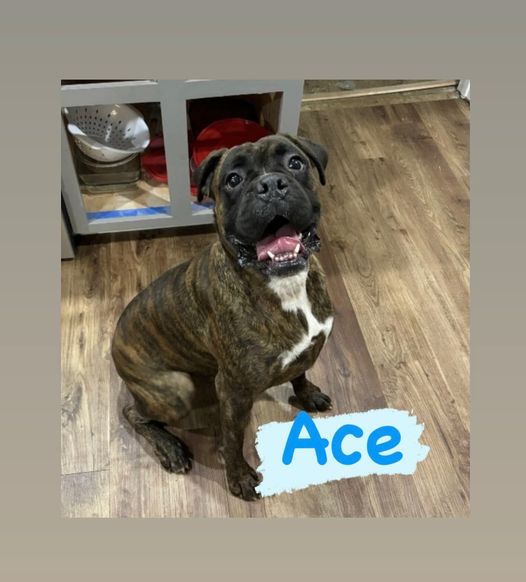 Ace - 24-4567 - Blue Ridge Boxer Rescue